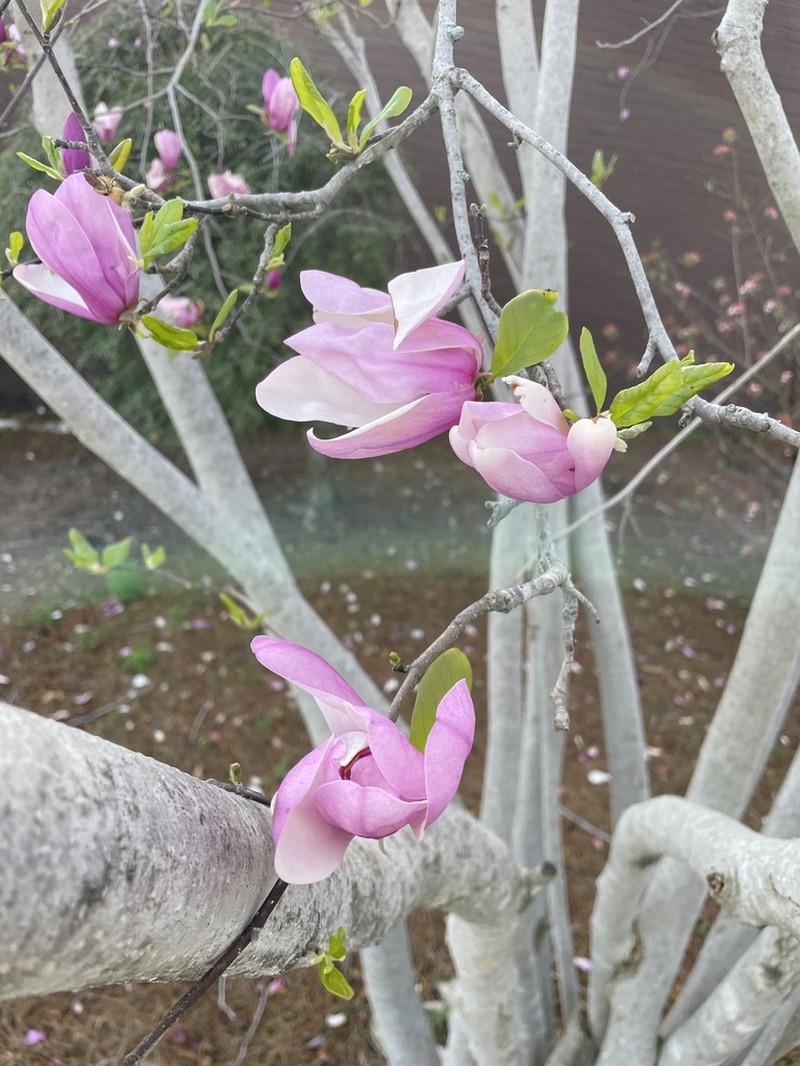 Magnolia liliiflora photo 7