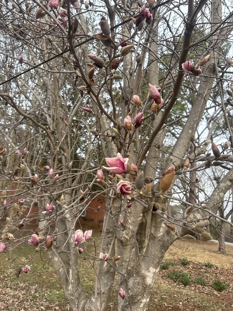 Magnolia liliiflora photo 8