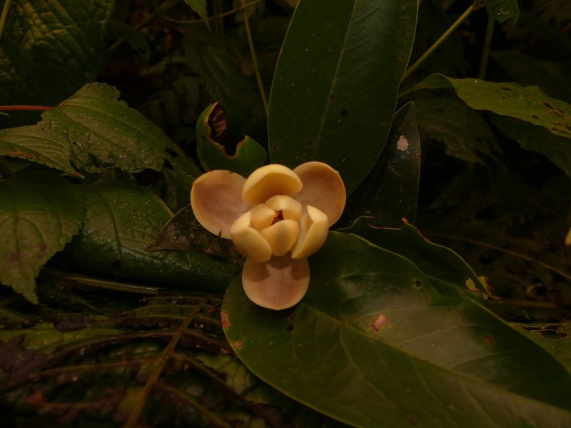 Magnolia llanganatensis