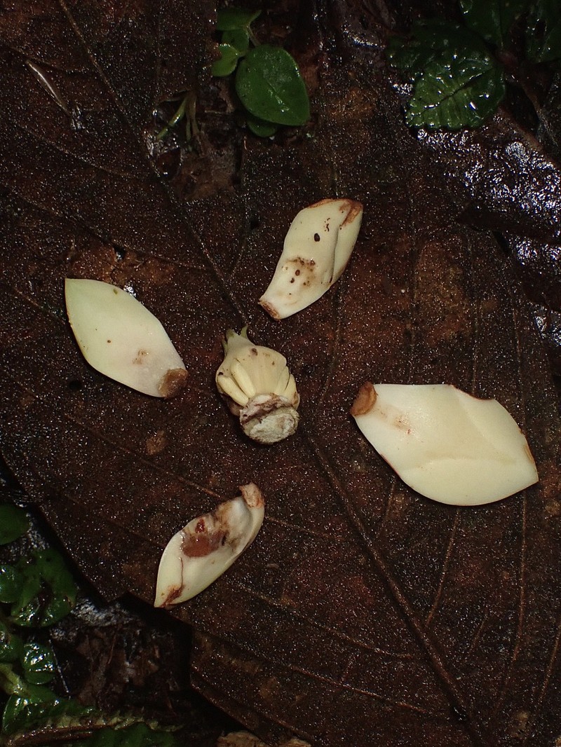 Magnolia llanganatensis photo 4