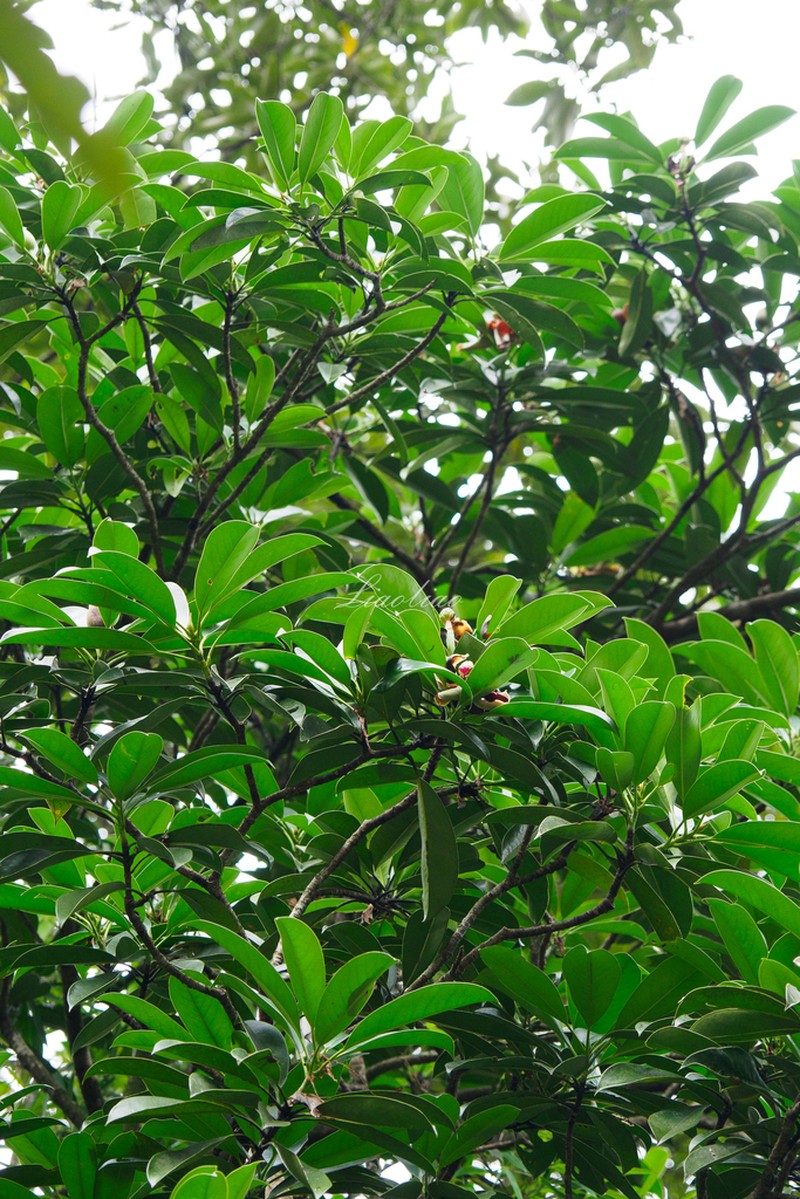Magnolia longipedunculata