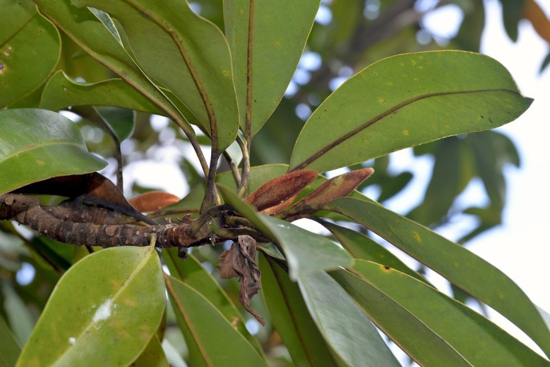 Magnolia longipedunculata photo 2