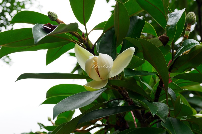 Magnolia longipedunculata photo 4