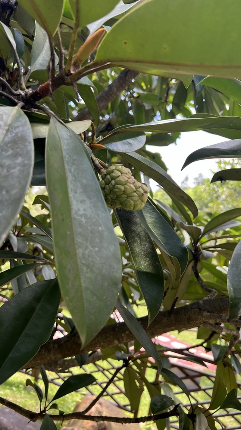 Magnolia longipedunculata photo 5