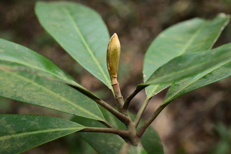 Magnolia longipedunculata photo 6