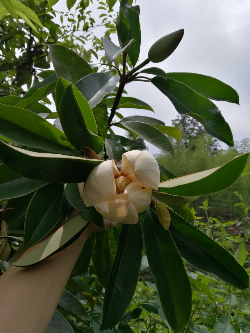 Magnolia longipedunculata photo 7