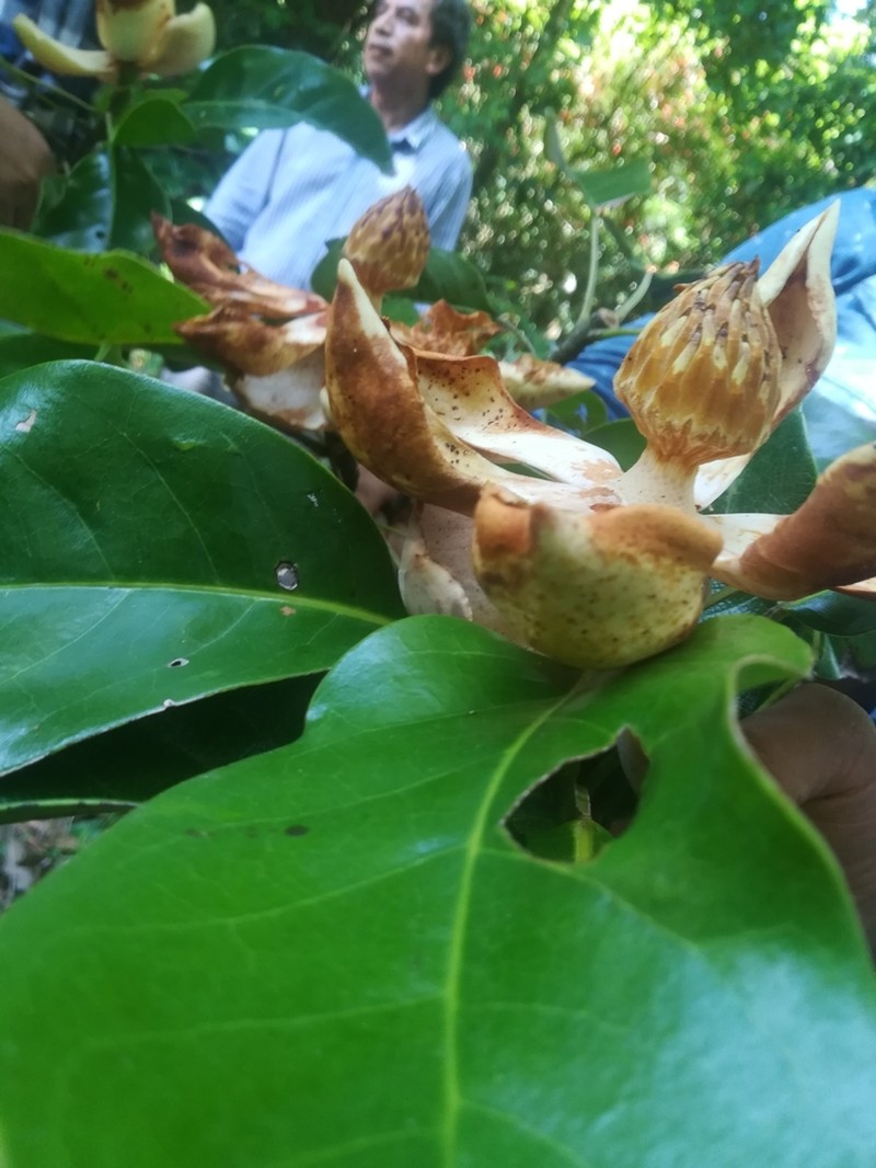 Magnolia lopezobradorii photo 2
