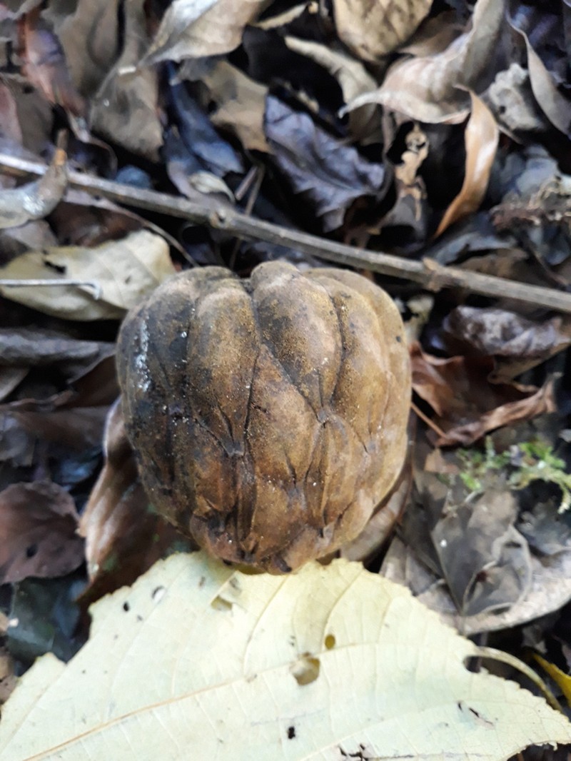 Magnolia lopezobradorii photo 3