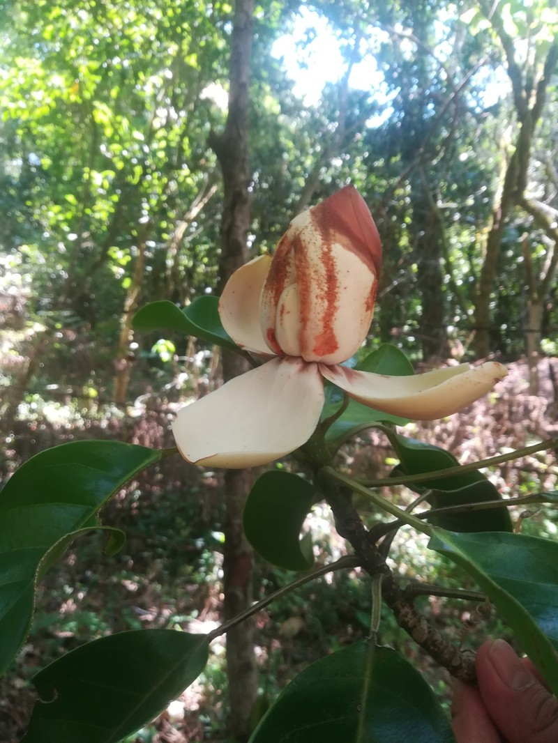 Magnolia lopezobradorii