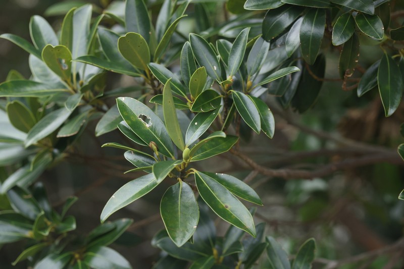 Eastern Joy Lotustree photo 8