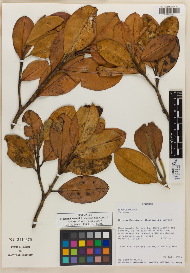 Magnolia lozanoi