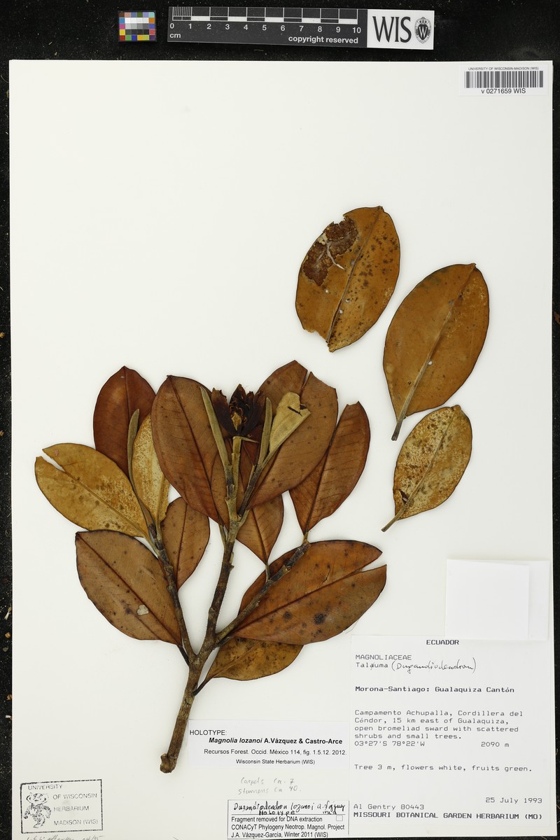 Magnolia lozanoi photo 2