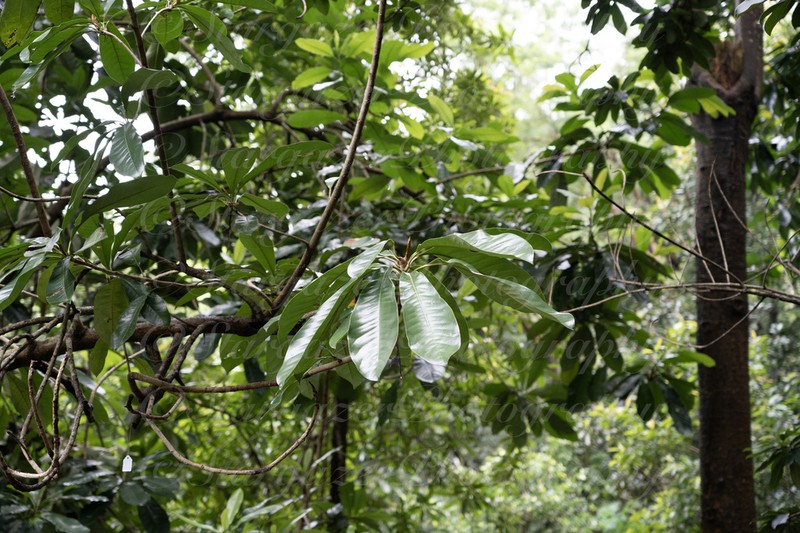 Magnolia lucida photo 2