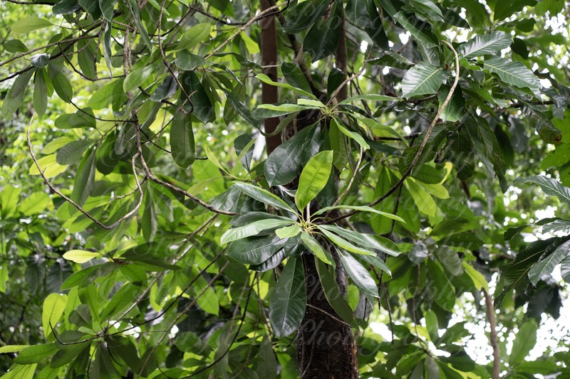 Magnolia lucida photo 3