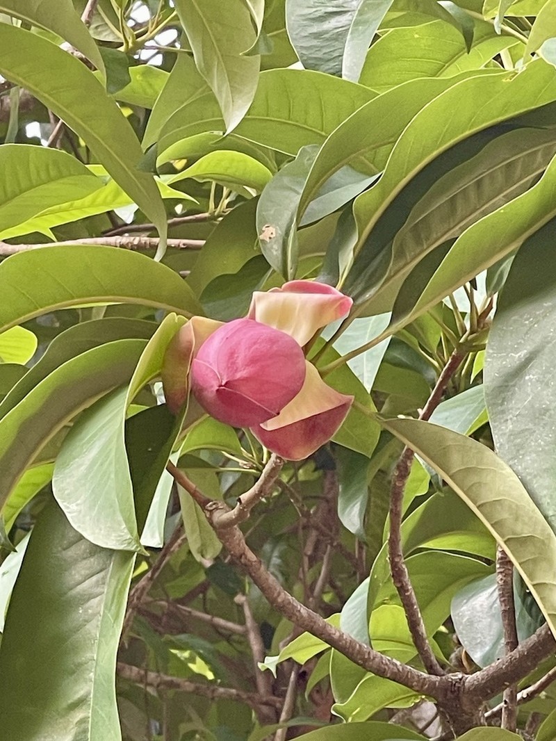 Magnolia lucida photo 5