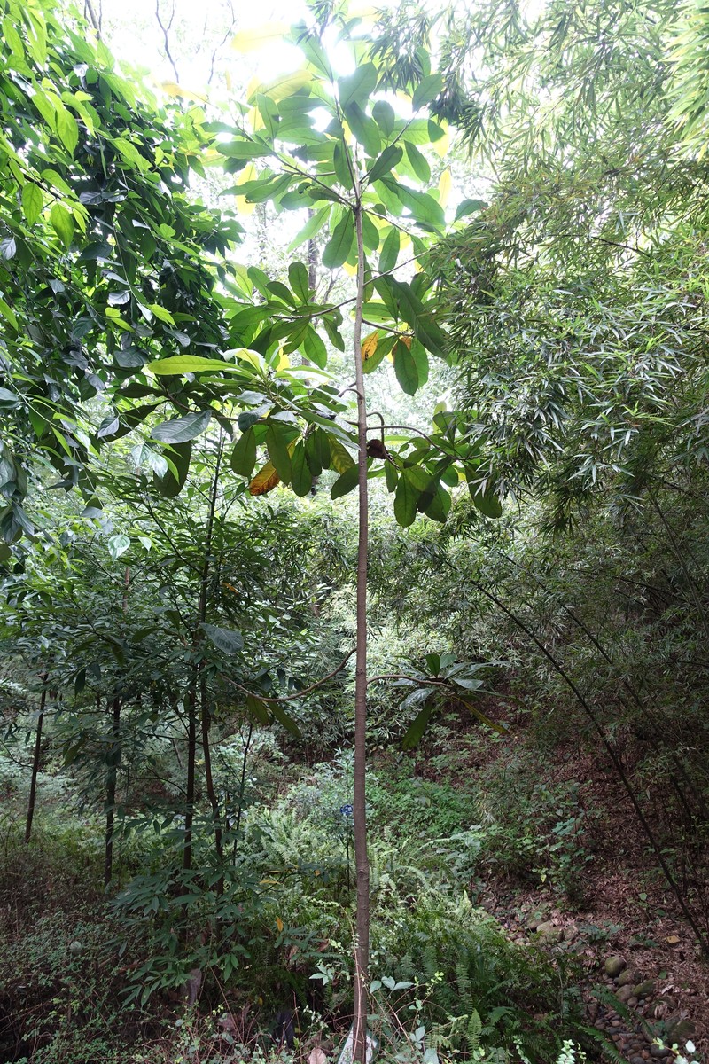 Magnolia lucida