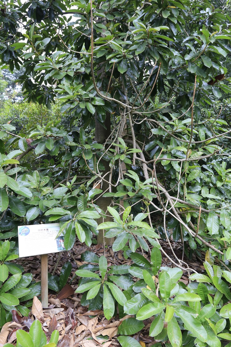 Magnolia lucida photo 7