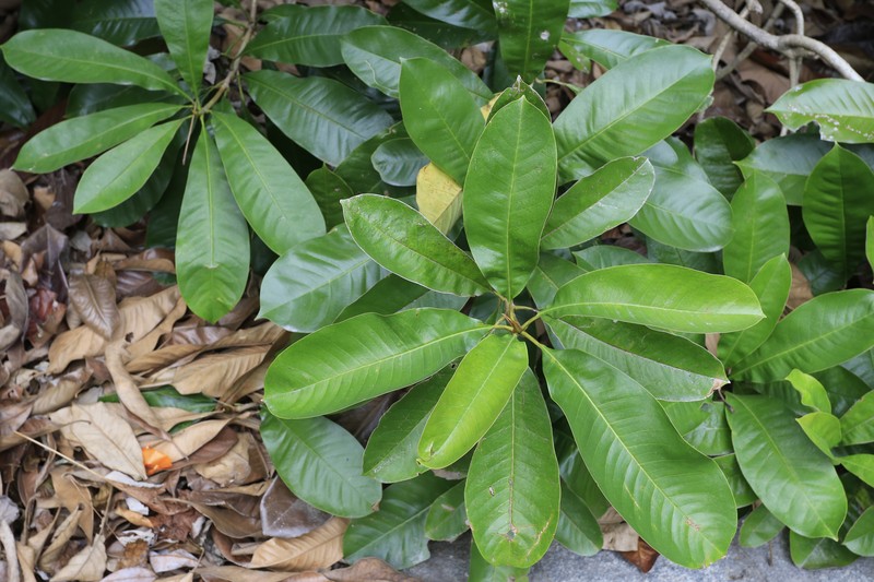 Magnolia lucida photo 8