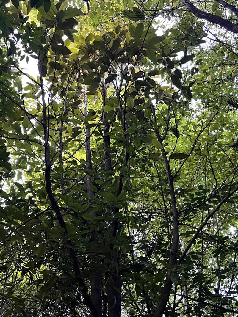 Magnolia macclurei