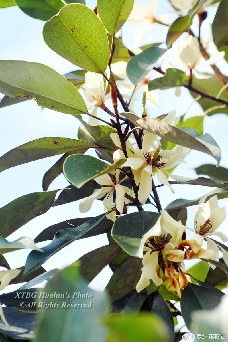 Magnolia macclurei photo 4