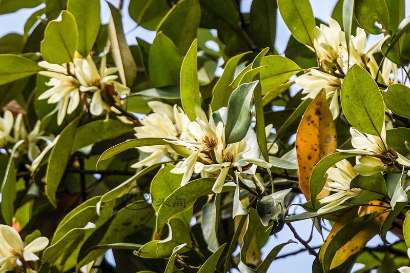 Magnolia macclurei photo 5