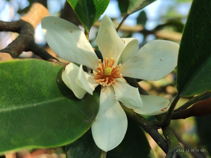 Magnolia macclurei photo 7