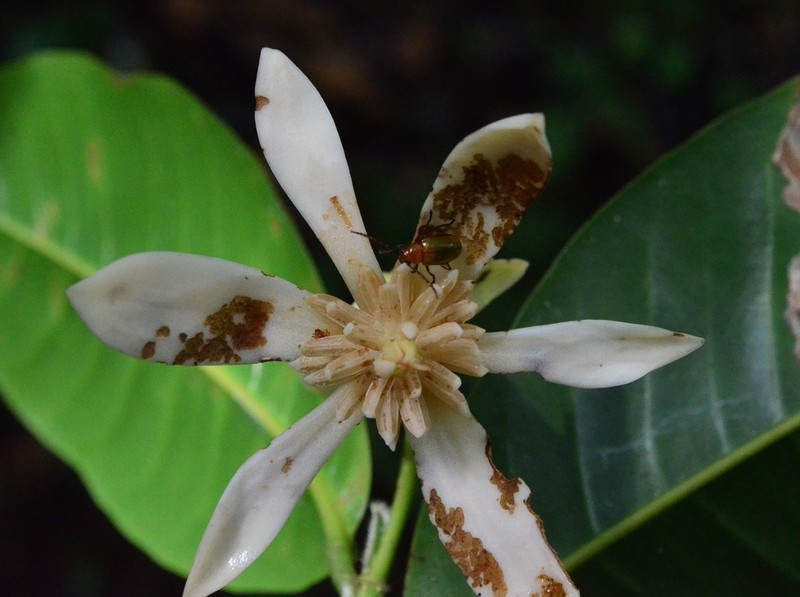 Magnolia macklottii