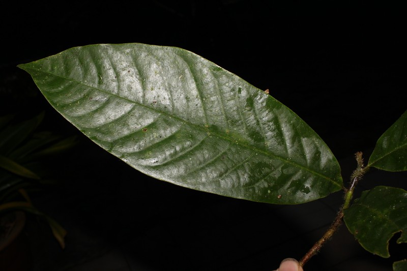 Magnolia macklottii photo 2