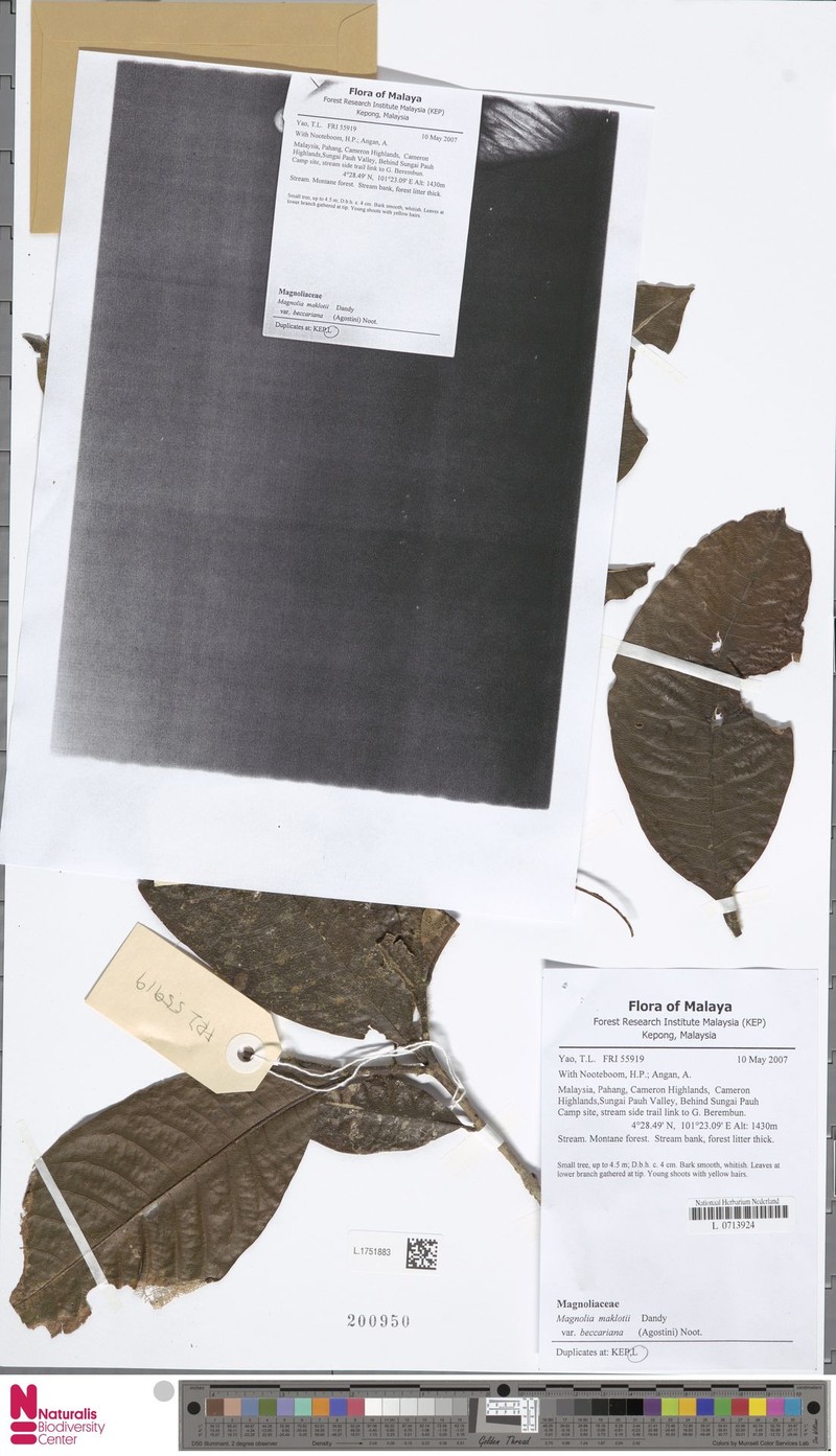 Magnolia macklottii photo 6