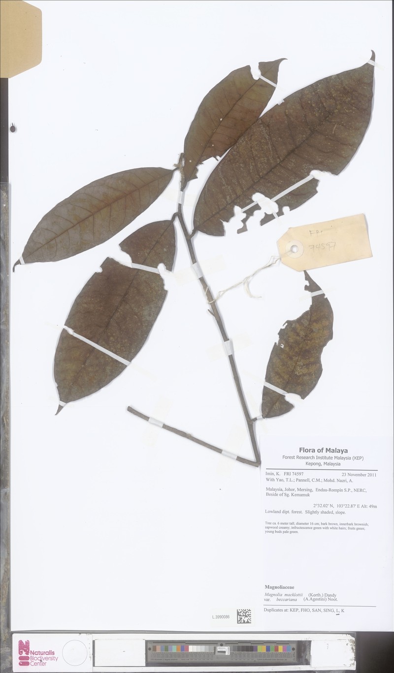 Magnolia macklottii var. beccariana