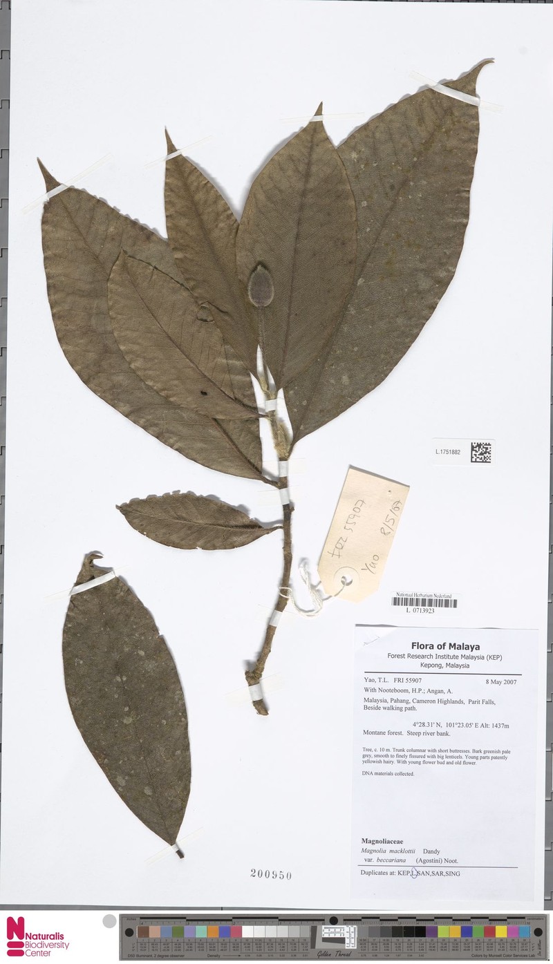 Magnolia macklottii var. beccariana photo 3