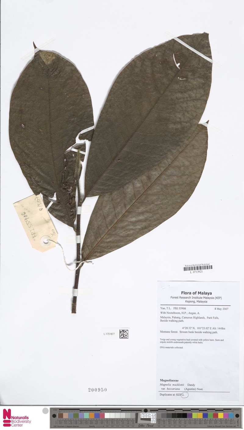 Magnolia macklottii var. beccariana photo 5