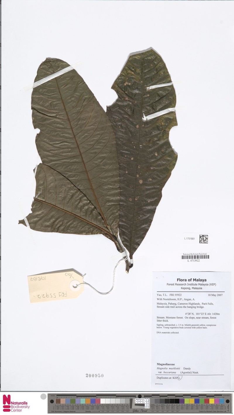 Magnolia macklottii var. beccariana photo 6