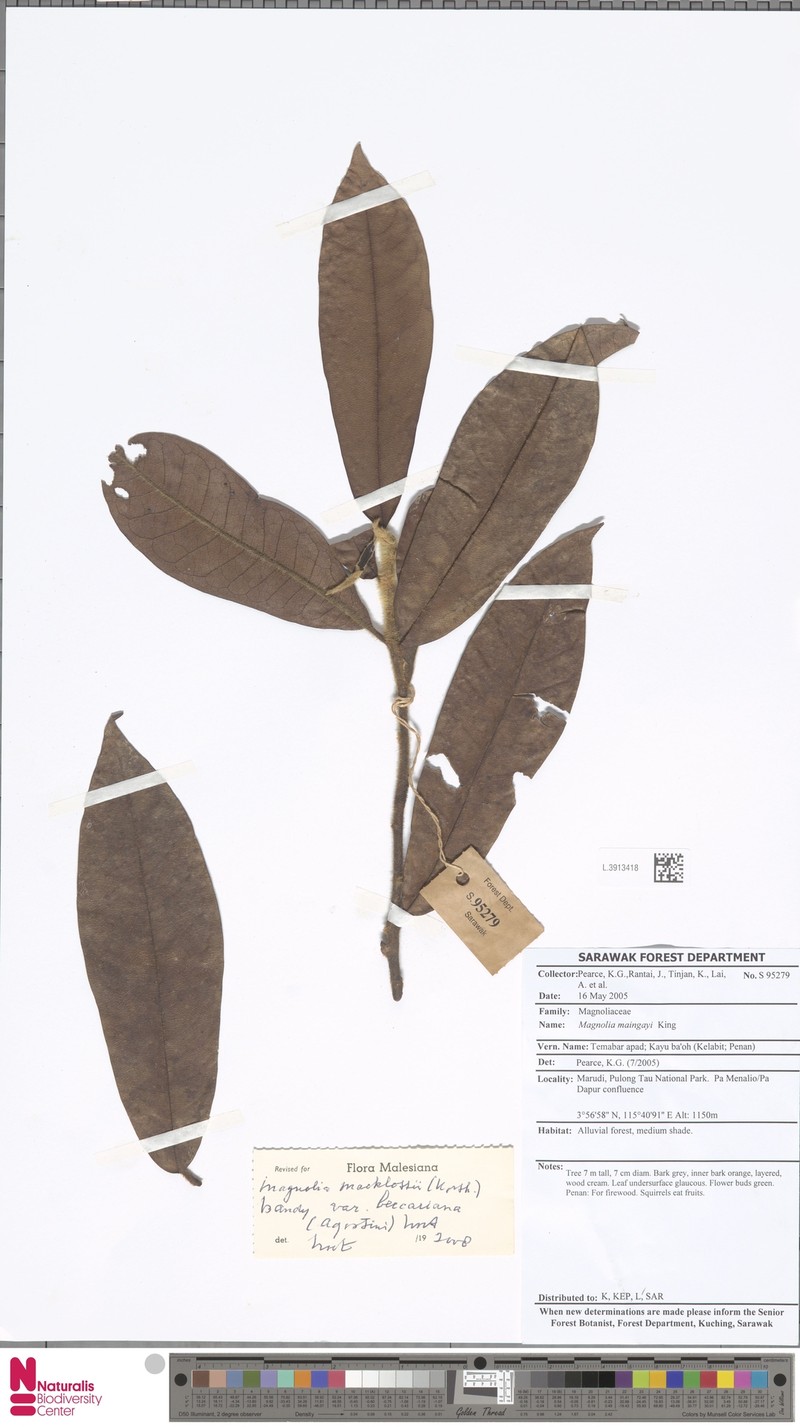 Magnolia macklottii var. beccariana photo 7
