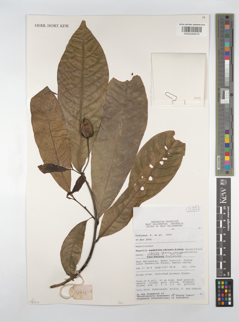 Magnolia macklottii var. beccariana photo 8