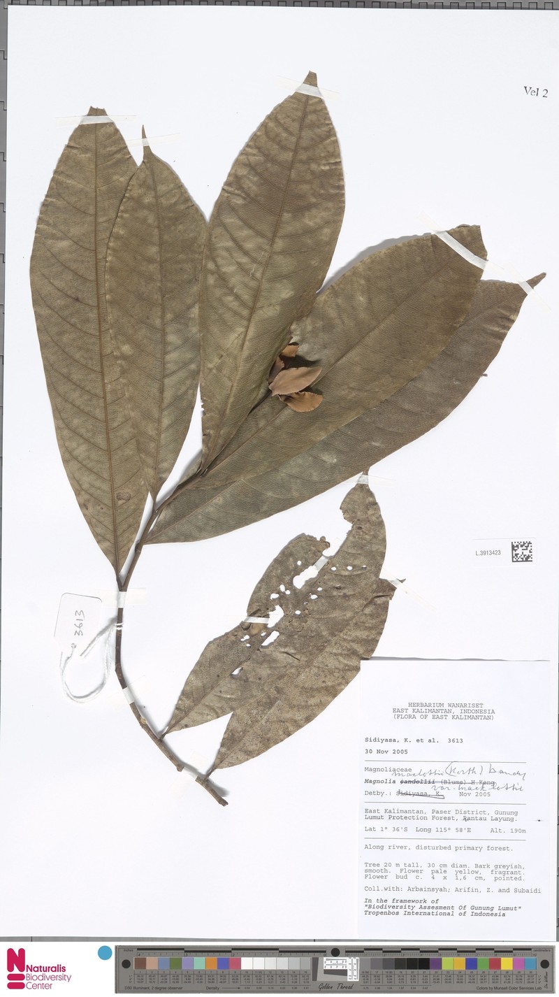 Magnolia macklottii var. macklottii