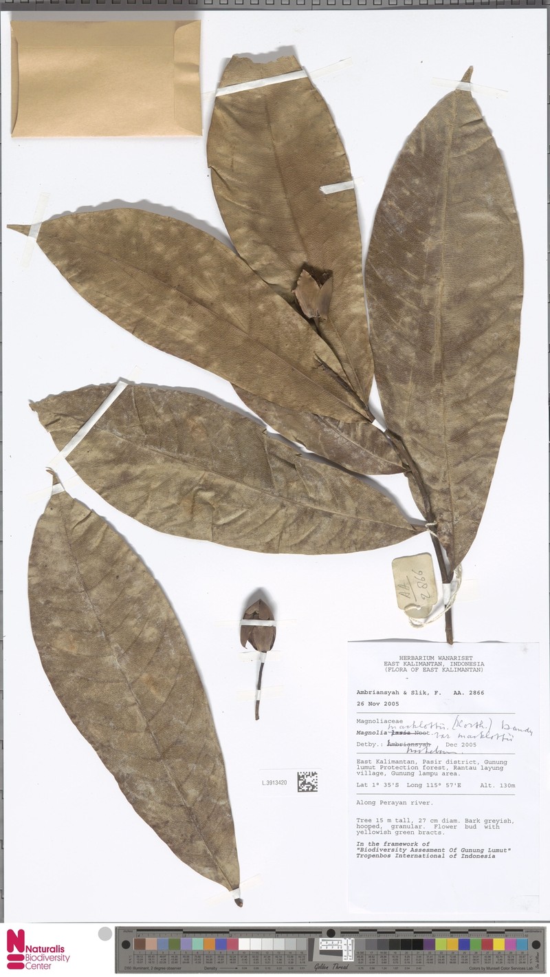 Magnolia macklottii var. macklottii photo 5