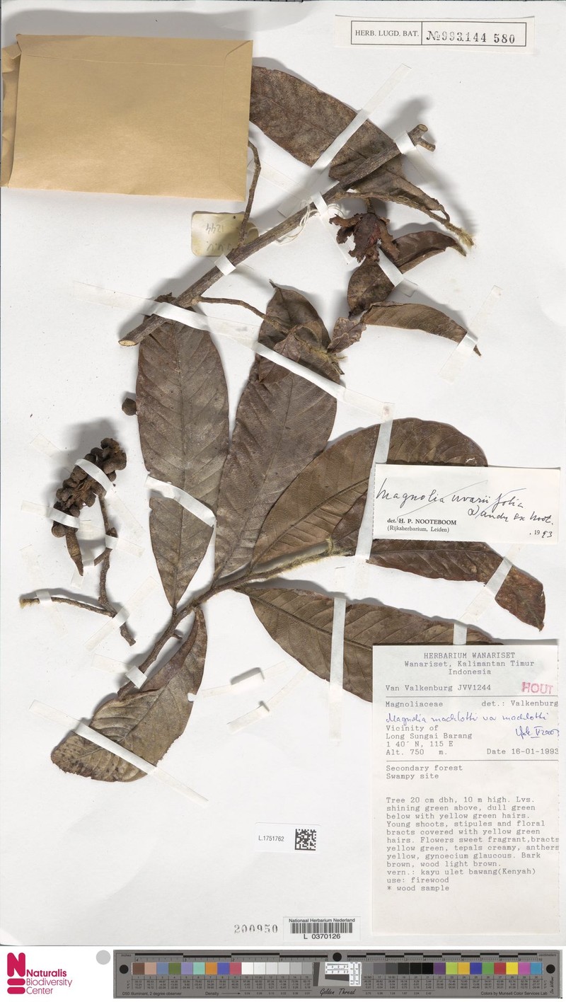 Magnolia macklottii var. macklottii photo 8