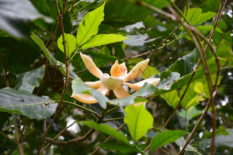Magnolia macrocarpa photo 2