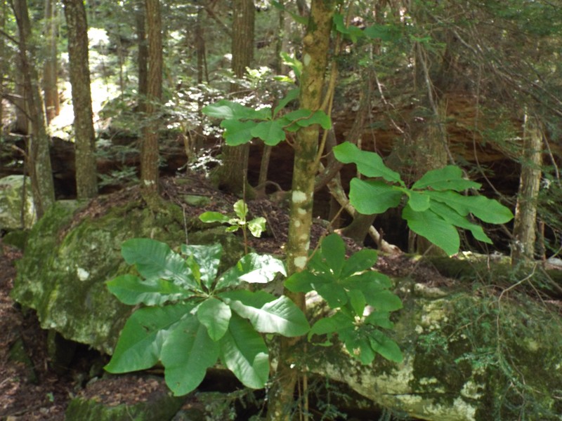 Bigleaf Magnolia photo 2