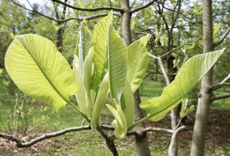 Bigleaf Magnolia photo 4