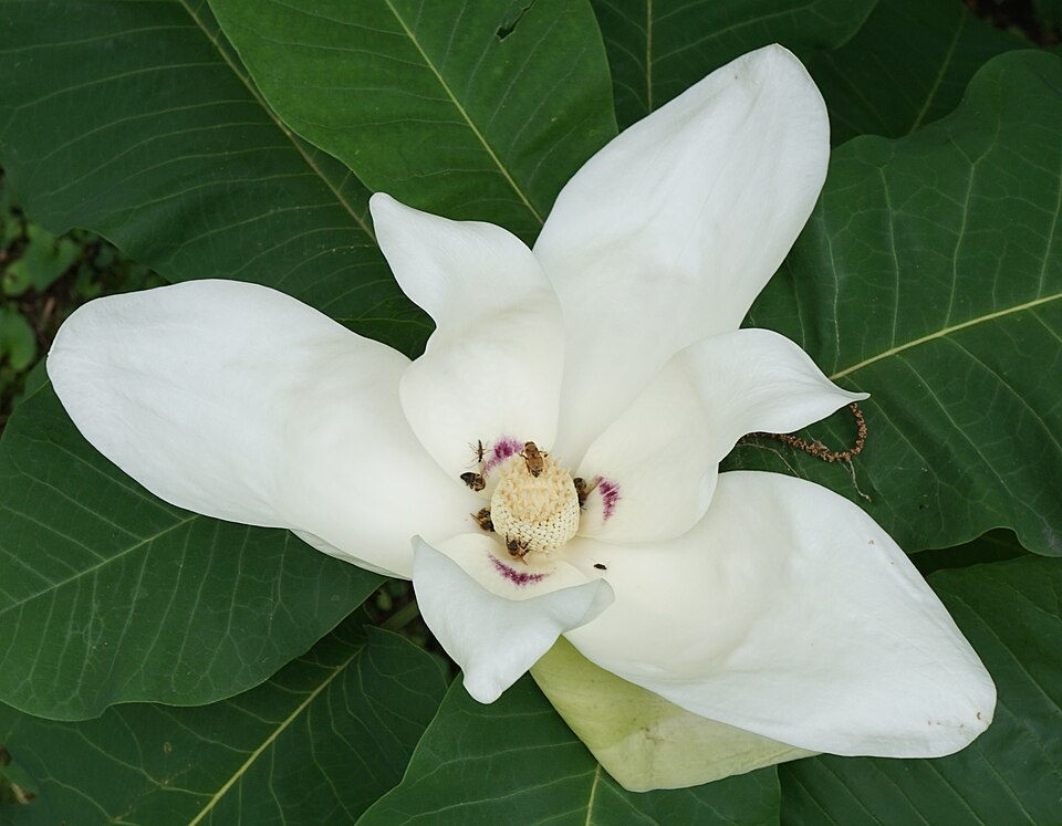 Bigleaf Magnolia photo 5