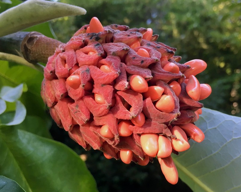 Bigleaf Magnolia photo 6