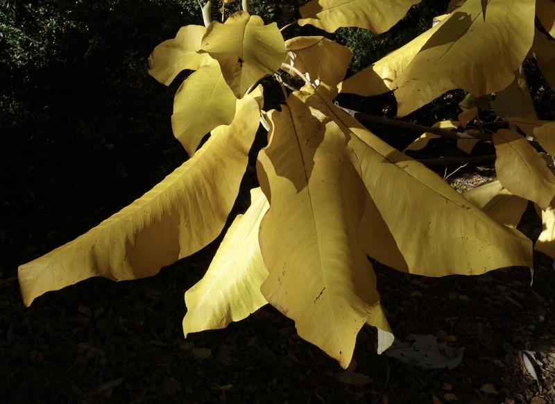 Bigleaf Magnolia photo 7