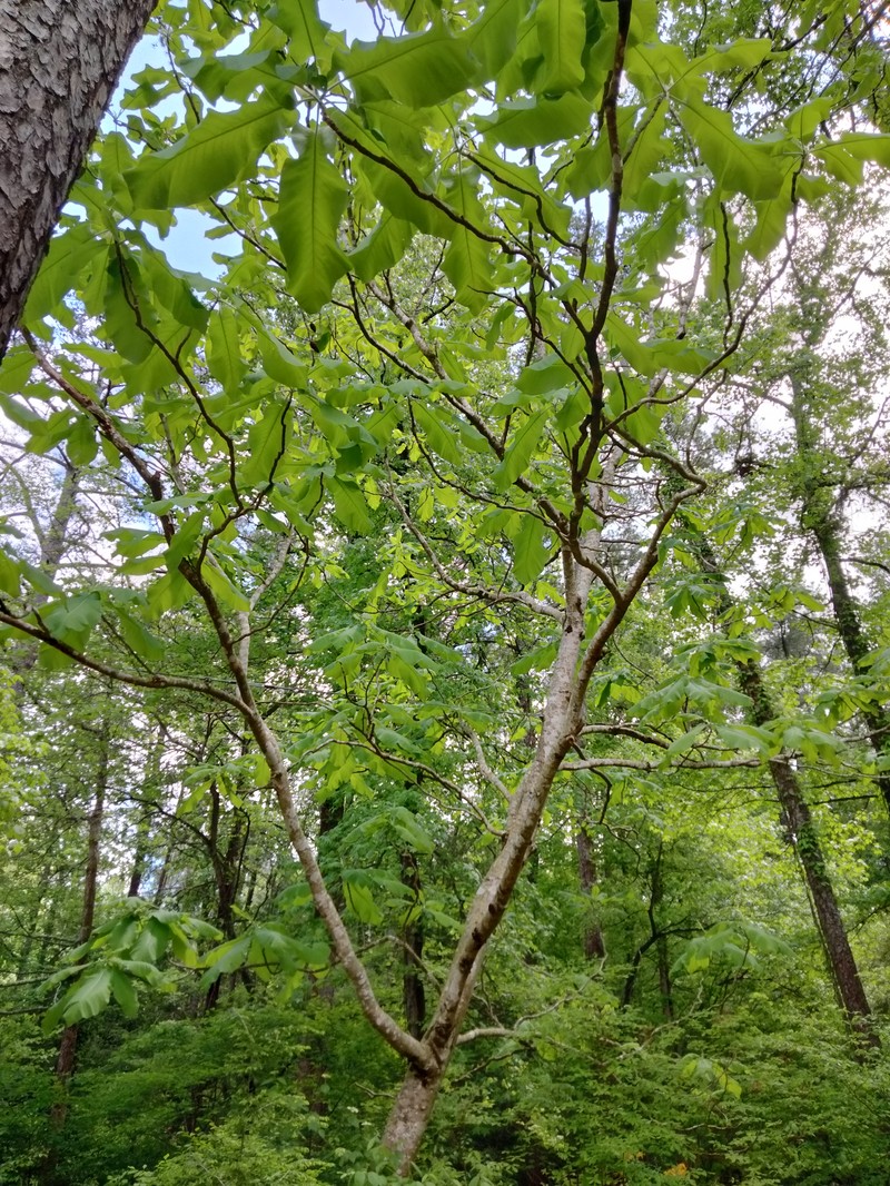 Bigleaf Magnolia photo 8