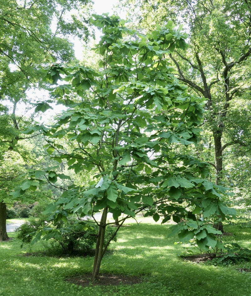 Bigleaf Magnolia photo 8