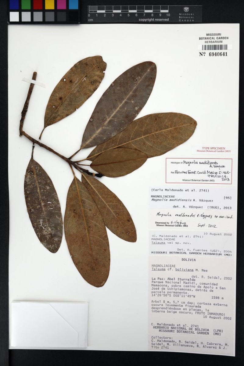 Magnolia madidiensis