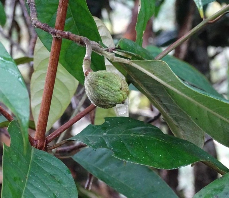 Magnolia mahechae