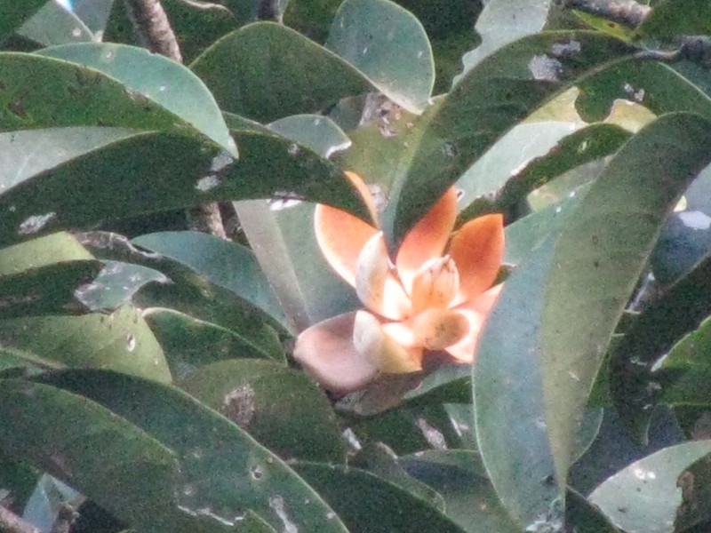 Magnolia manguillo
