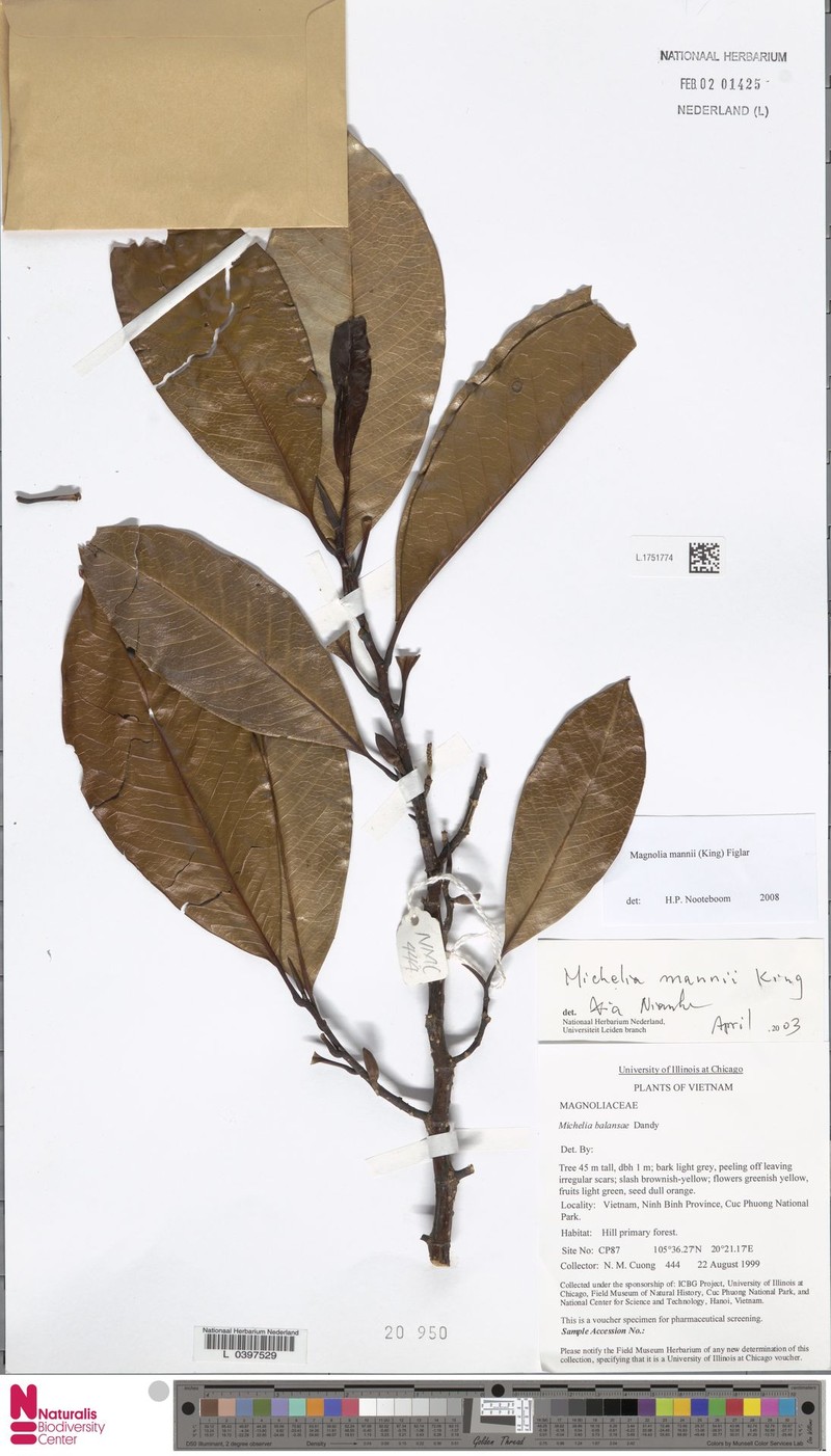 Magnolia mannii